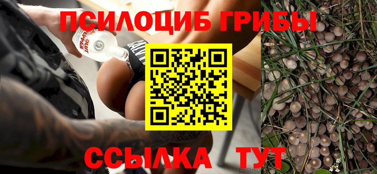 Железноводск  Псилоцибиновые грибы Psilocybe  Вход с VPN  Псилоцибиновые грибы Cubensis 