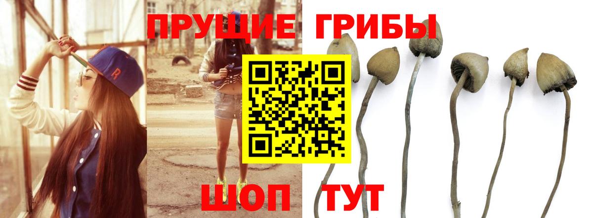Галлюциногенные грибы Psilocybine cubensis Железноводск
